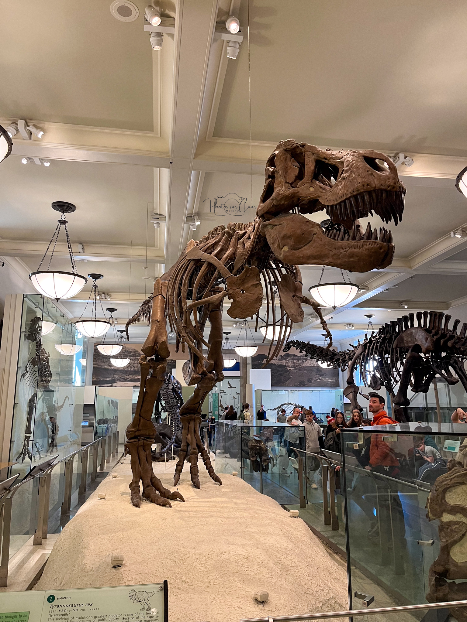 IMG_5128 Musée de l'histoire naturelle