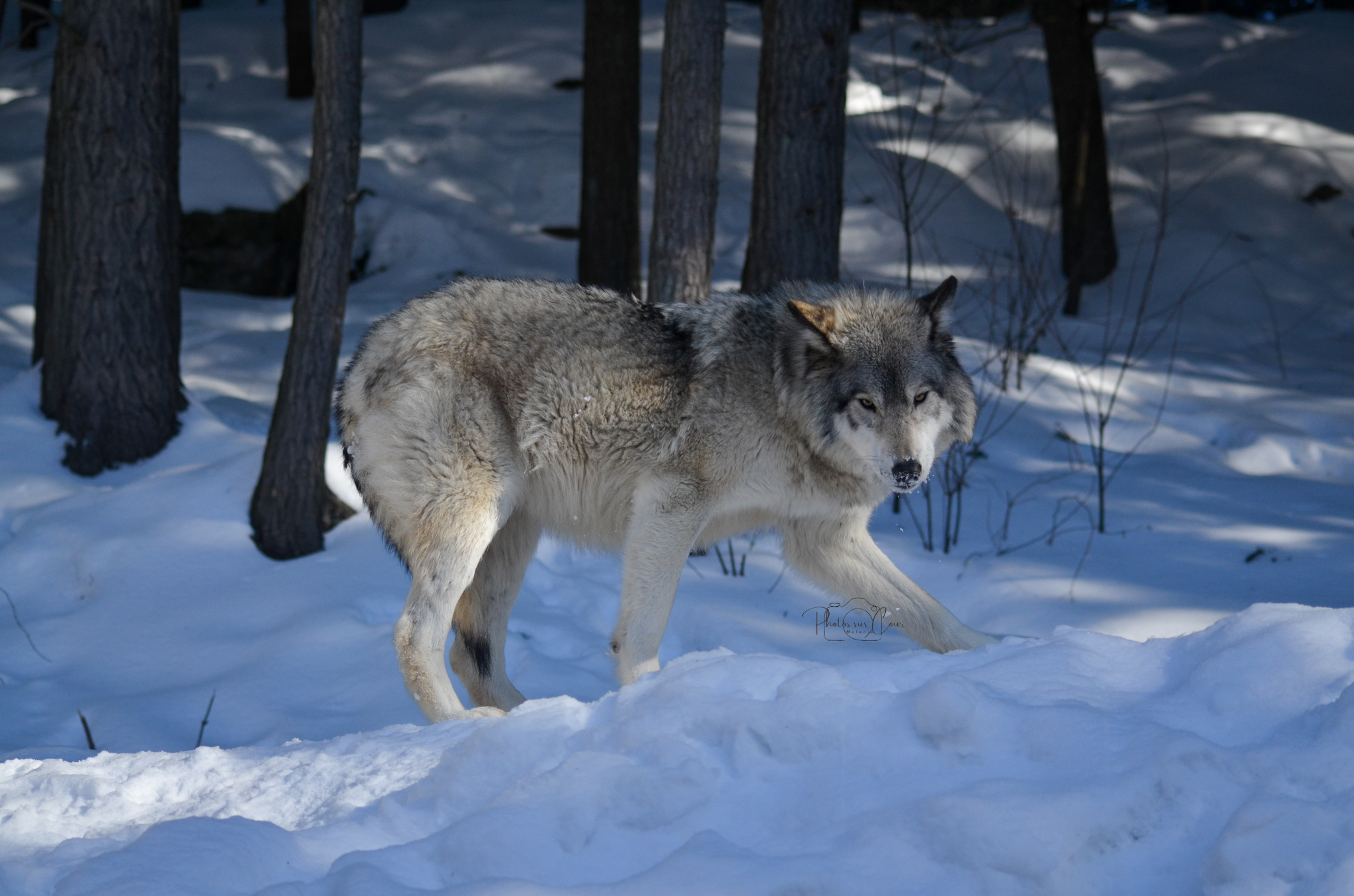 Loup parc Oméga