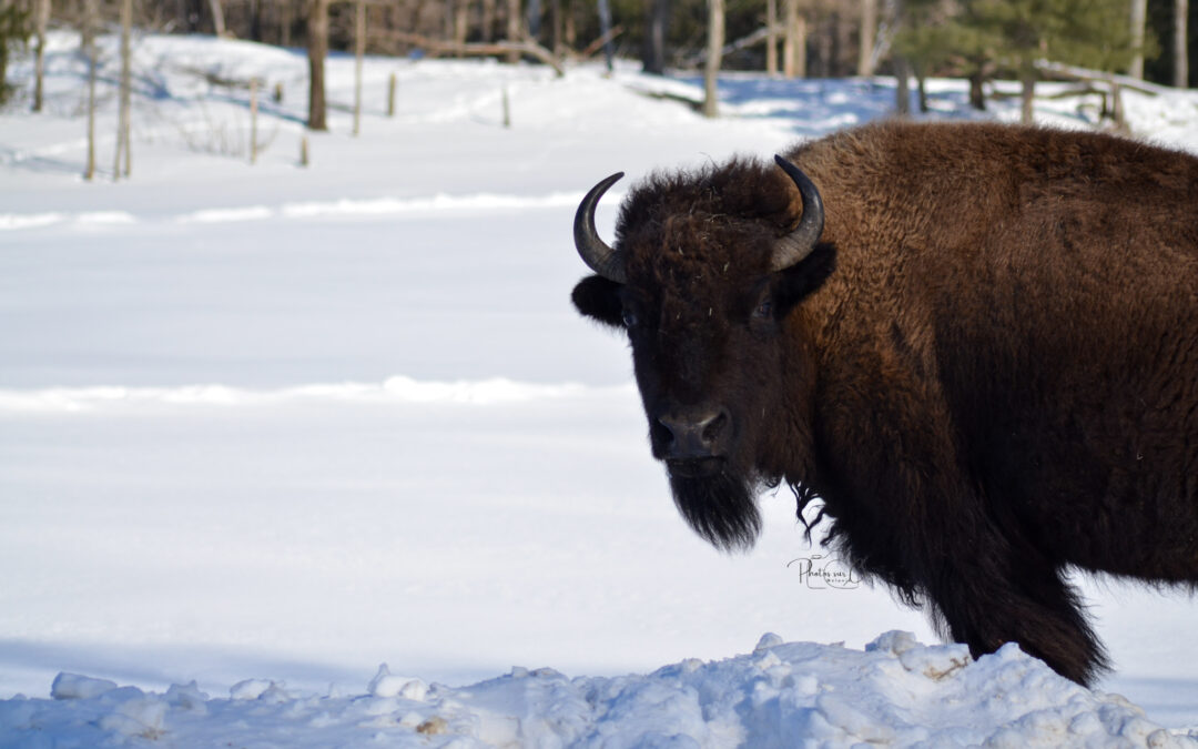 Rencontrez les animaux du Parc Omega