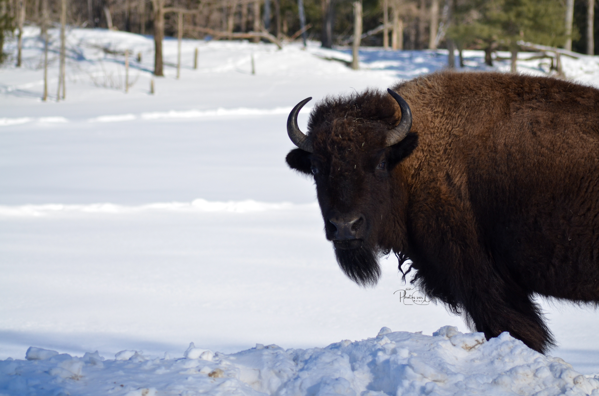 Bison - Parc Omega