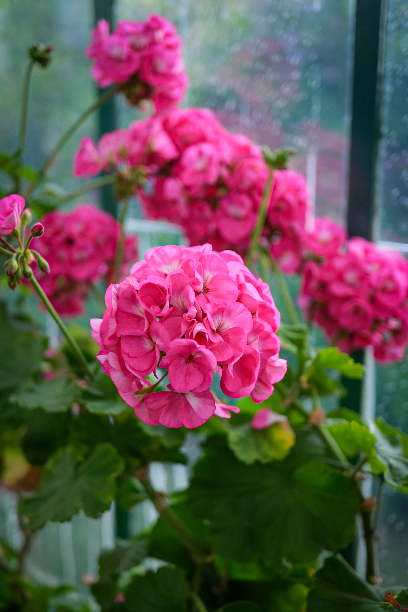 Géranium serres de laeken 